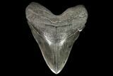 Serrated Fossil Megalodon Tooth - South Carolina #128310-1